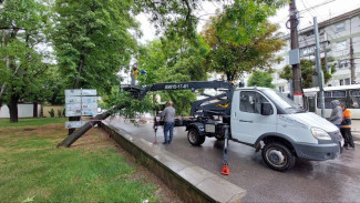 В сквере Симферополя дерево нависло над пешеходной зоной