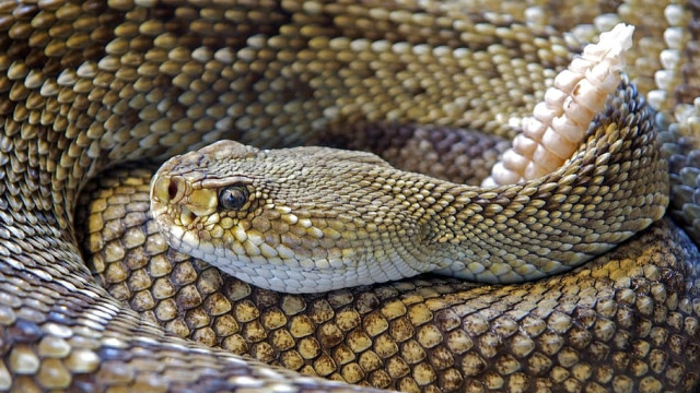 Крымские змеи активизируются: как действовать при встрече с опасной рептилией 