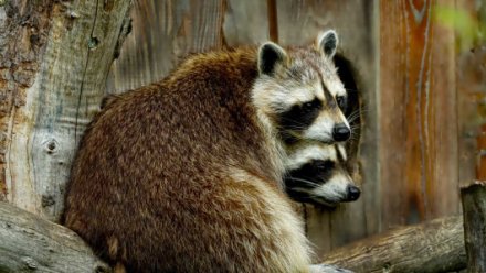 В Крыму часть зоопарков работают без разрешения