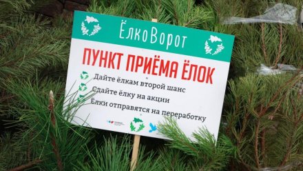 Почти полторы тысячи елок сдали на переработку крымчане