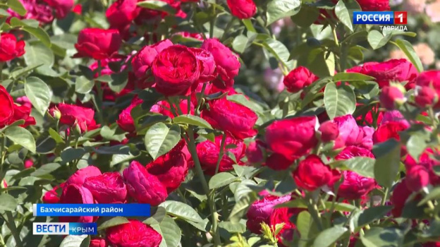 Уникальные съедобные розы с ягодным вкусом выращивают в Бахчисарайском районе