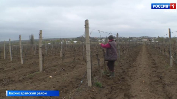 Итальянские аграрии продолжают поставлять саженцы крымским виноделам