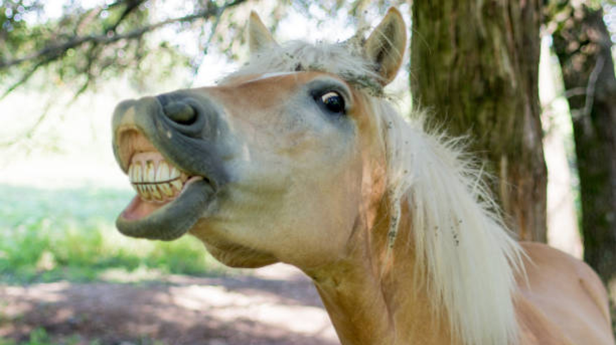 Лошадь с вытянутыми губами