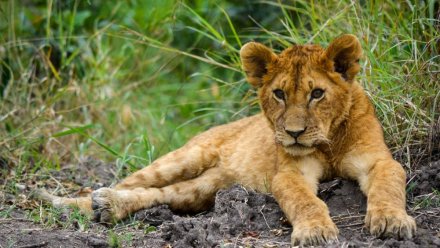 В бахчисарайском зоопарке впервые родились львята