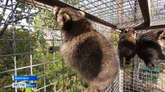 Эвакуированные из Херсона животные осваиваются в крымском сафари-парке