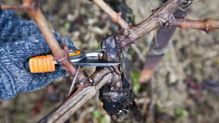Более 9 тысяч гектаров винограда обрезали в Крыму