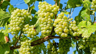 Мужчина украл 900 кг винограда с полей завода под Феодосией 
