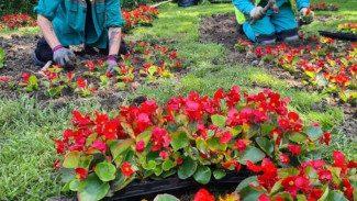 Клумбы Ялты и округа города украсят 80 тысяч цветов
