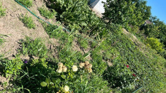 Полицейские нашли кусты мака в огороде у жителя Керчи