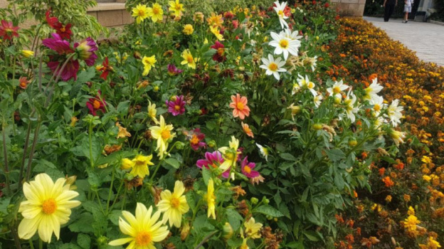 Бал хризантем открылся в Никитском ботаническом саду