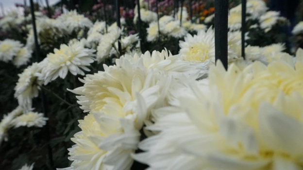 Новый сорт хризантем назовут в честь любимого места Чехова в Крыму