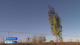 70 га лесополос Сакского района требуют восстановления