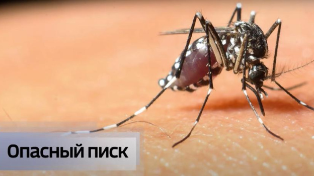 Лихорадка и малярия: какую опасность несут комары в Крыму