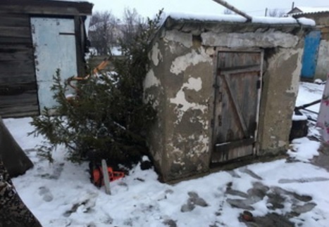Двойной удар: крымчанин похитил бензопилу, чтобы с её помощью украсть елку к Новому году
