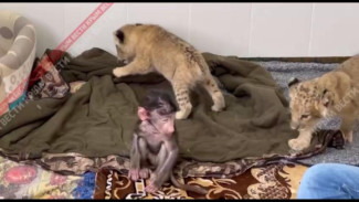 В Бахчисарайском зоопарке за месяц родились львята, сервал и обезьяна