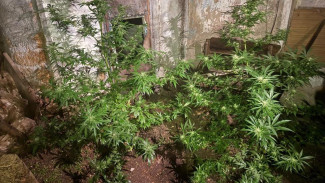 Крымчанин организовал наркоплантацию в своем огороде