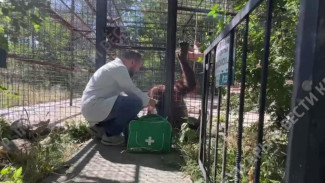 Орангутан Дана намного лучше себя чувствует