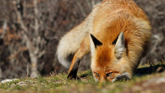 В Ялте и Алуште зафиксировано несколько случаев бешенства среди диких животных