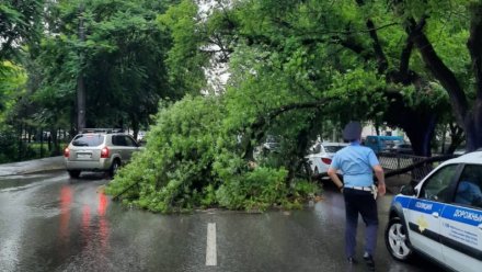 Непогода свалила несколько деревьев на дорогу в Симферополе 
