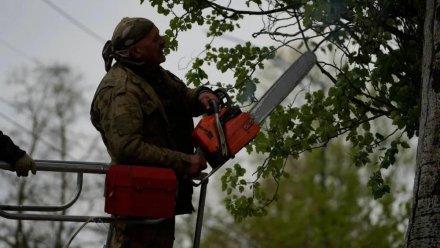 В Керчи рухнули деревья из-за сильного ветра