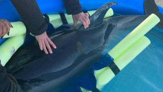 В Крыму пострадал дельфин-белобочка