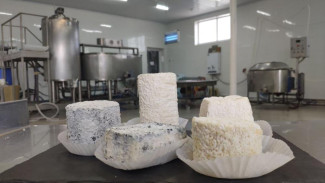 В Крыму с начала года произведено более 700 тонн сыров