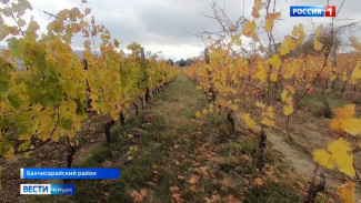 Летние ливни не повлияли на урожай винограда в Крыму