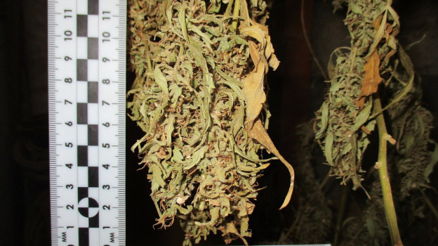 У крымчанина изъяли почти 2,5 килограмма конопли
