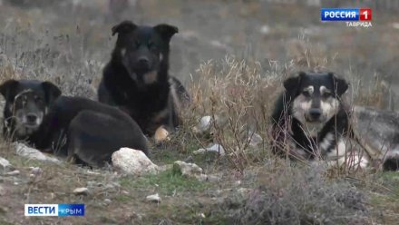25% крымчан с собаками мечтают брать питомцев на работу