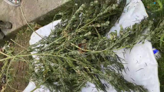 Севастополец хранил на чердаке больше 1,5 килограммов конопли