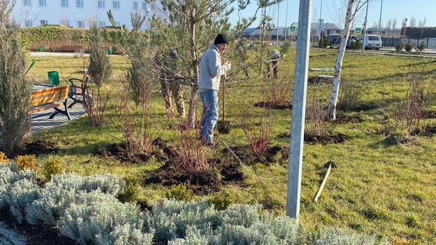2000 кустов лаванды высадят у нового медцентра в Крыму