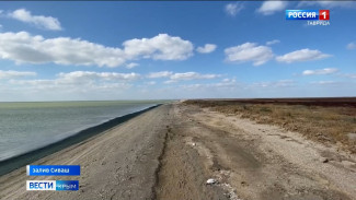 Около 8 тысяч птиц погибли у залива Сиваш в Крыму