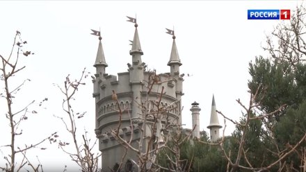 Муся жива: альпинисты подняли кошку, которую сбросил со скалы посетитель в Ласточкином гнезде