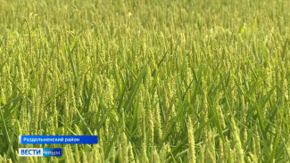 Первый за 8 лет урожай риса соберут в Крыму