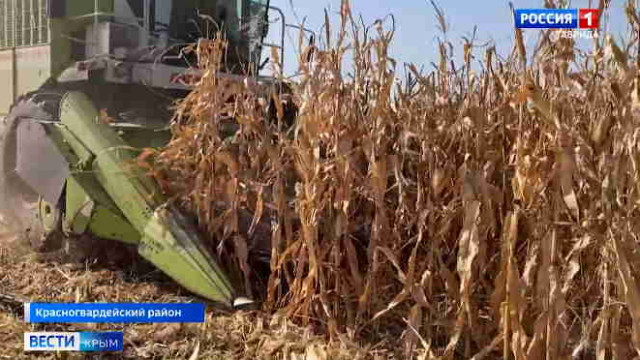В Крыму планируют собрать девять тысяч тонн кукурузы