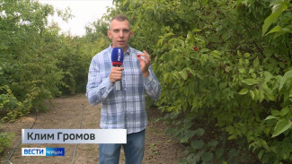 90 тонн кизила собрали в Крыму