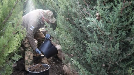 В Алуште высадили кипарисы в память о погибших защитниках Родины