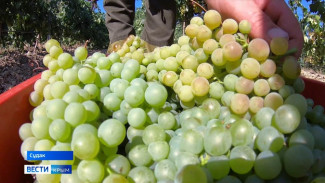 Виноград нового урожая собирают в Крыму