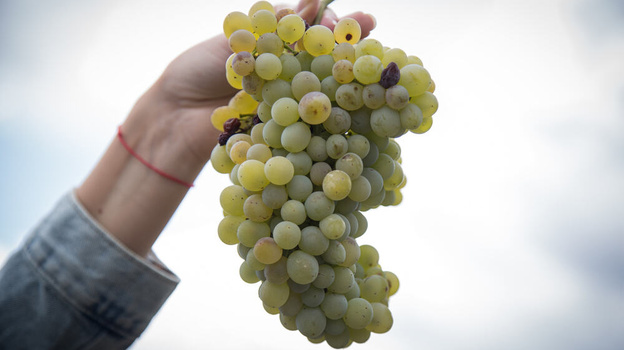 Крымские сельхозтоваропроизводители собрали порядка 40 тысяч тонн винограда