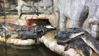 Вольеры для крокодилов в Ялте увеличат по требованию суда
