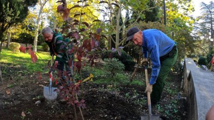В Ялте высадили больше тысячи деревьев и кустарников