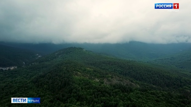 Леса Крыма ожидает взрывной рост растительности