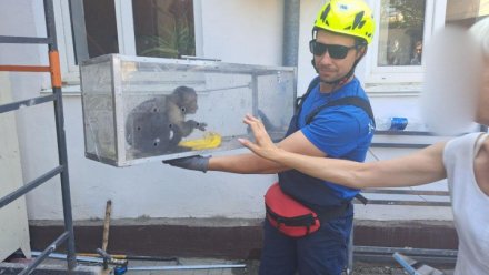 В Евпатории два дня ловили сбежавшую из зоопарка обезьяну