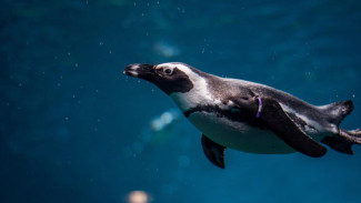 В крымском зоопарке поселятся пингвины