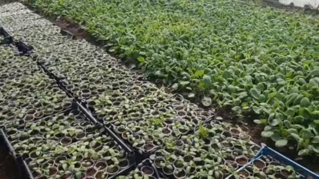Площадь посевов капусты в Крыму увеличили на 40 гектаров