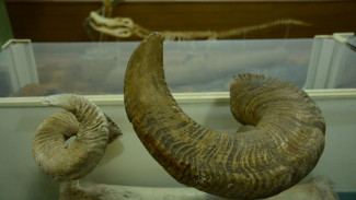 Крымские таможенники передали экспонаты для музея КФУ