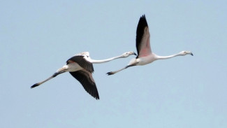 В небе над Крымом пролетели пеликаны и розовые фламинго (ВИДЕО)