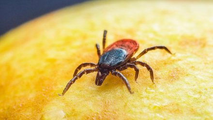 В Судаке проведут обработку общественных территорий от клещей