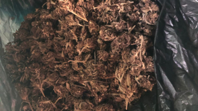Более 600 граммов конопли нашли в сарае у крымчанина