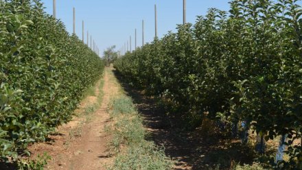 За восемь лет растениеводство в Крыму увеличило производство продукции на 15%